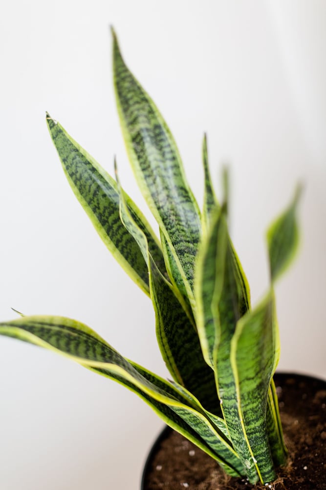 Фото Rastoni Athens Suites nearAcropolis at Tsatsou Street