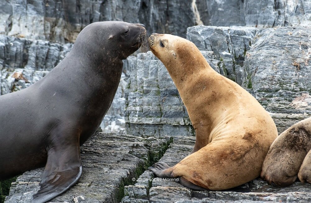 Фото Riviera Fueguina Apartments