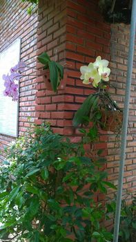 Фото Viet House Homestay