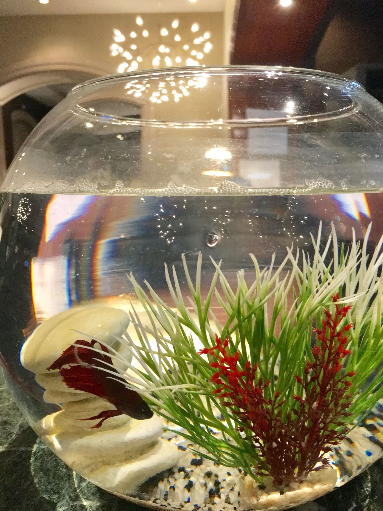 Фото Holiday Inn Nice by IHG