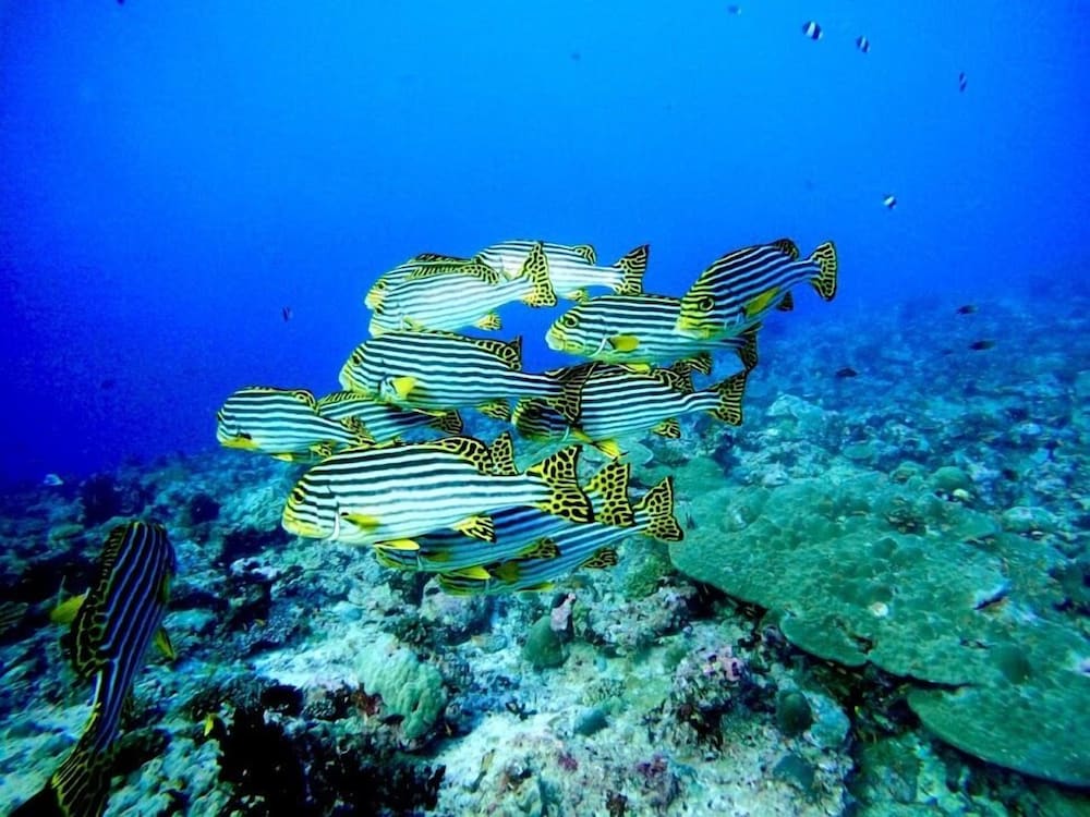 Фото Viva Beach & SPA Maldives