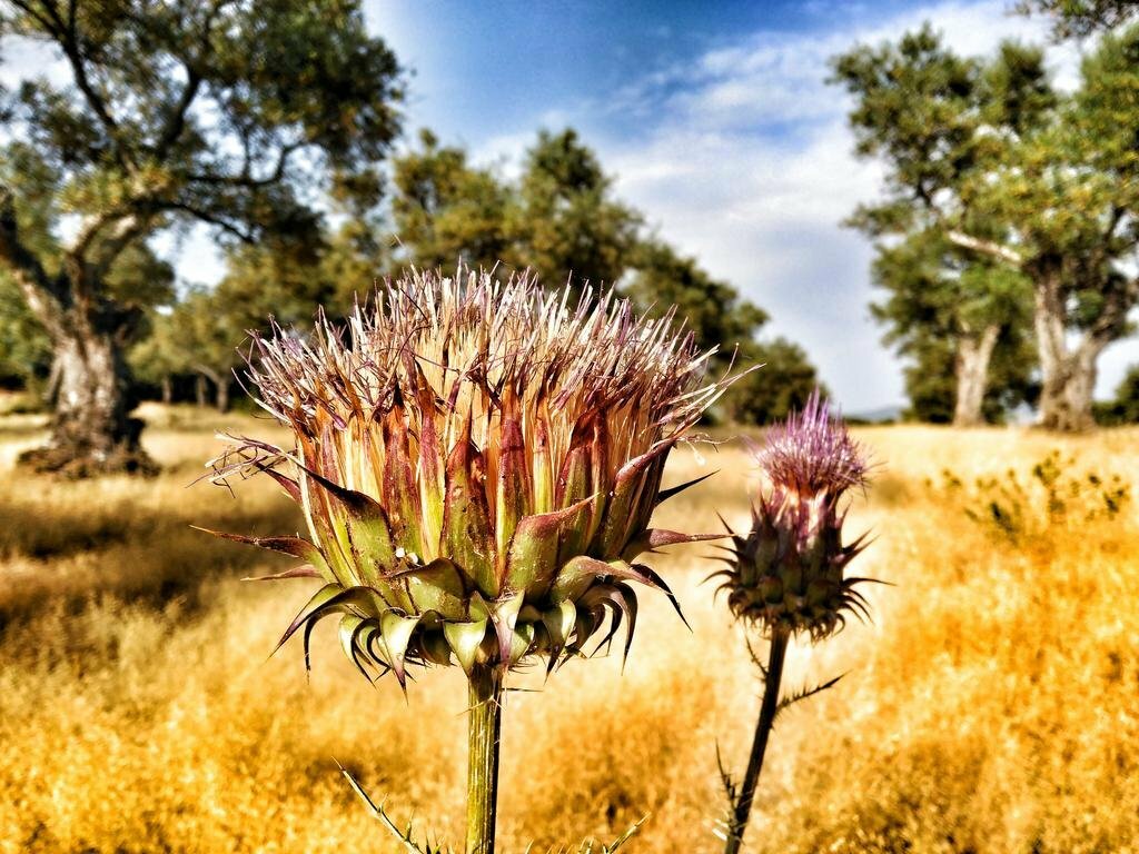 Фото Finca La Ramallosa