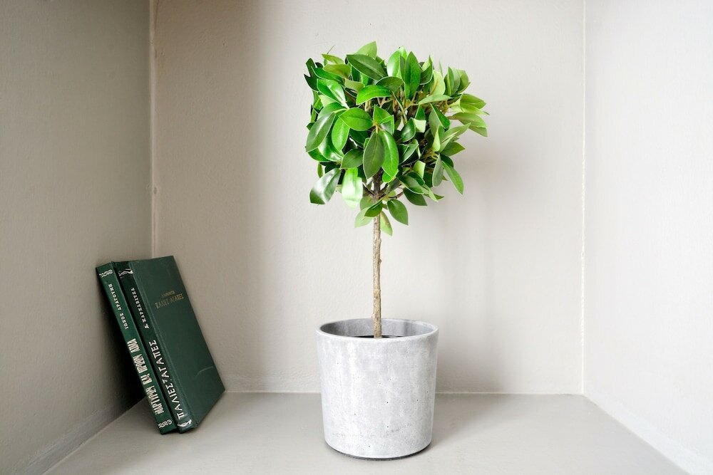 Фото Acropolis Plus Penthouse