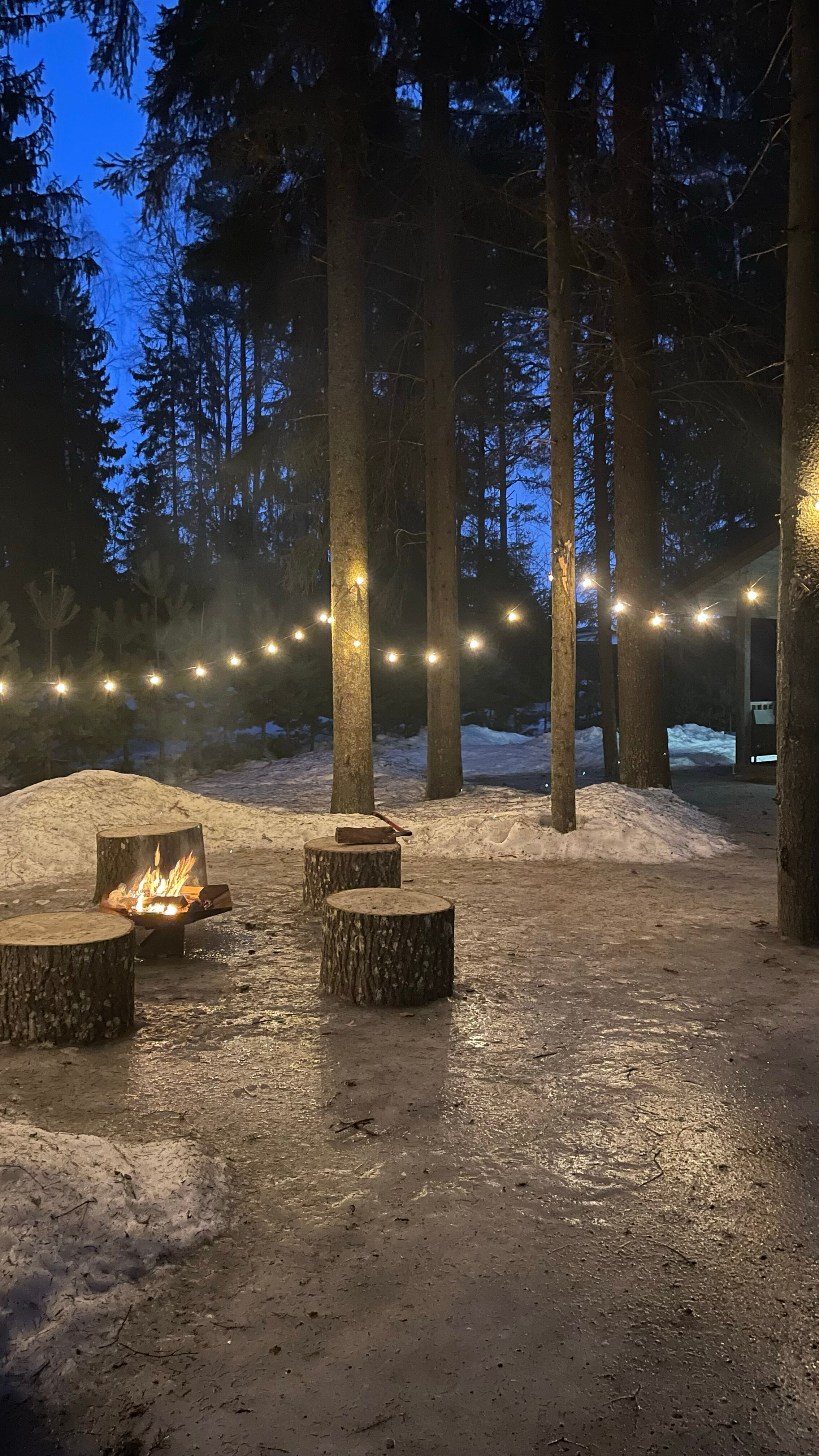 Фото Smell Of The Forest