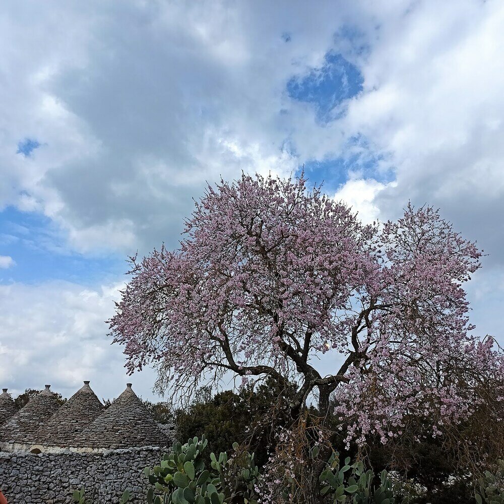 Фото Masseria LoJazzo