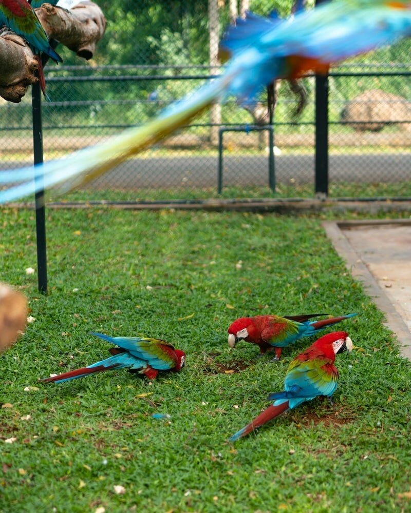 Фото Peacock Beach Resort & SPA