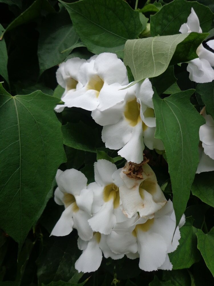 Фото Hotel Star White Negombo