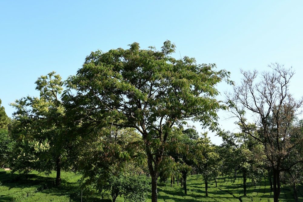 Фото Mastiff Villa Camellia - A Tea Estate Hotel