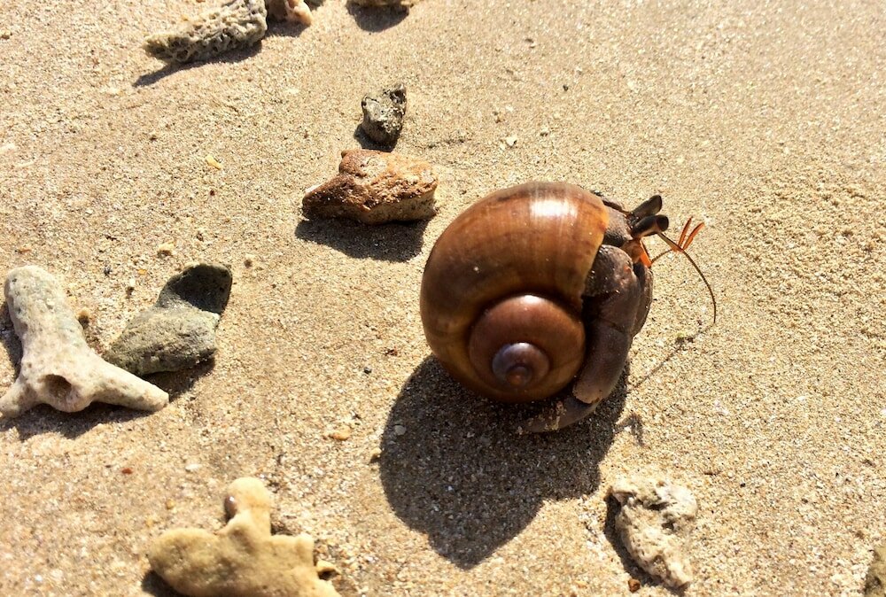 Фото Cape Pakarang Wow Wild Wellness Escapes