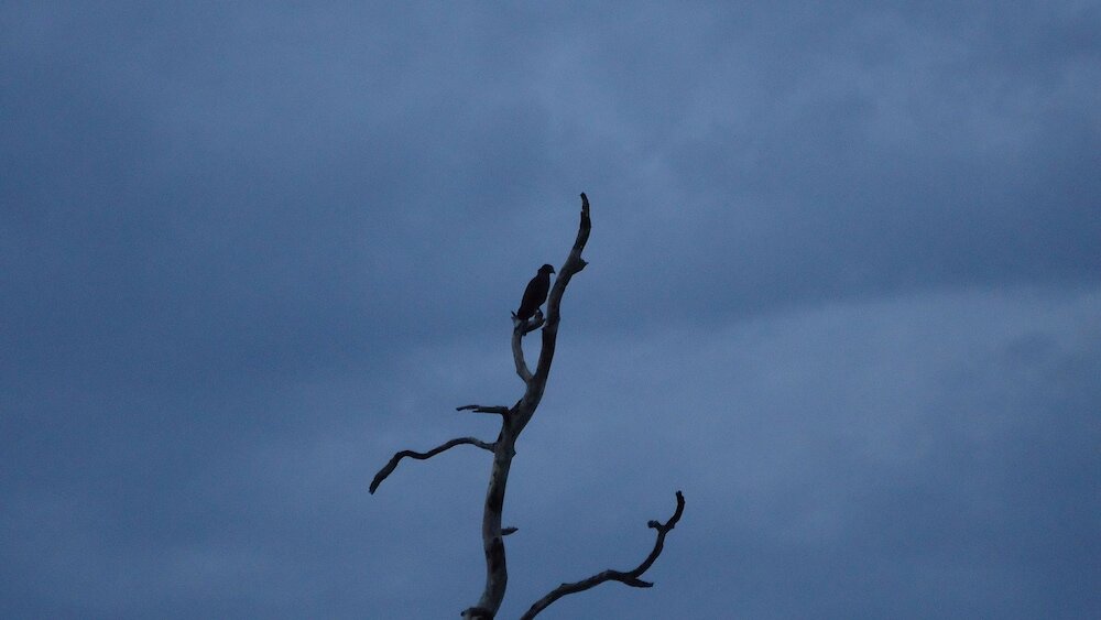 Фото Yala Big Game Drive with Heina Eco Team