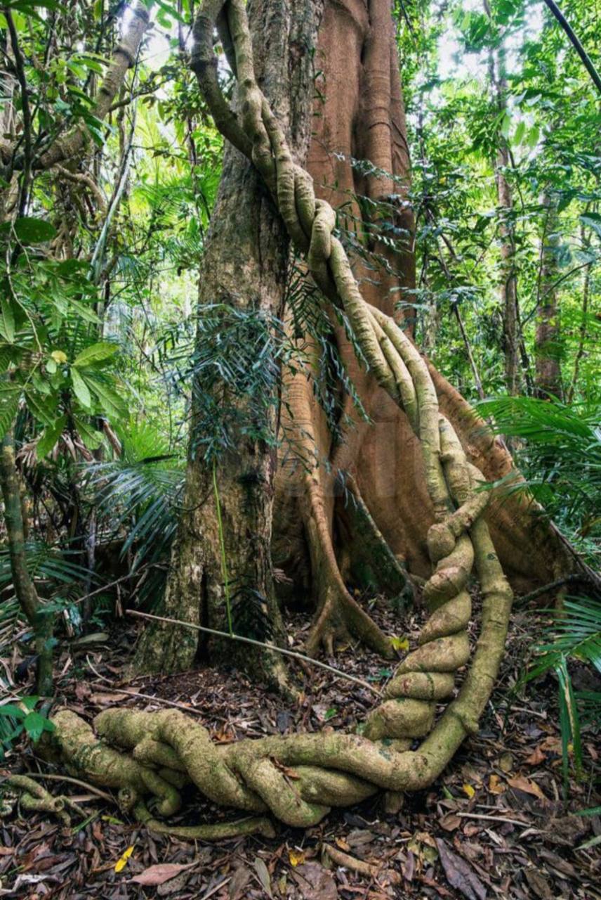 Фото Самурская Жемчужина