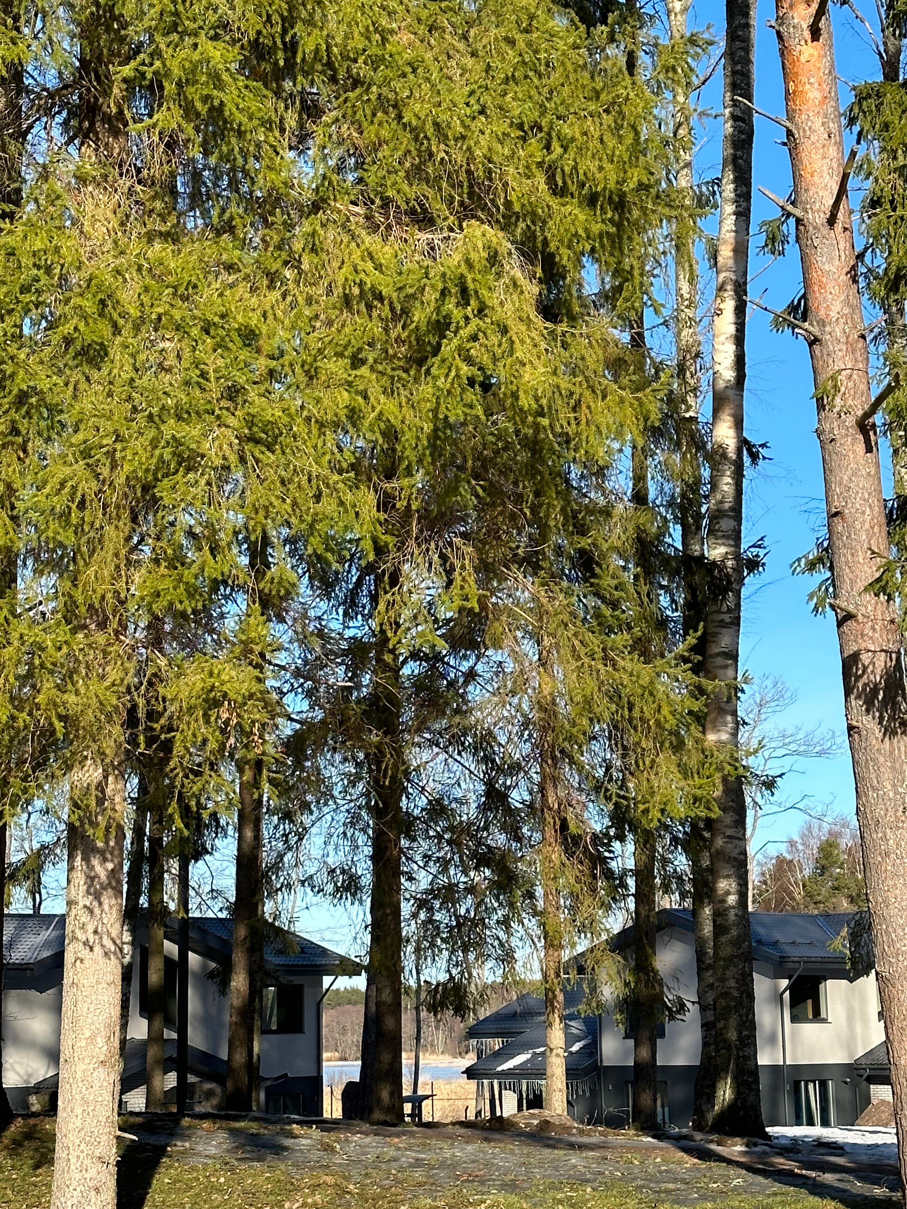 Фото Zimino Park