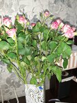 Цветы Севера (ул. Сафонова, 19, Североморск), магазин цветов в Североморске