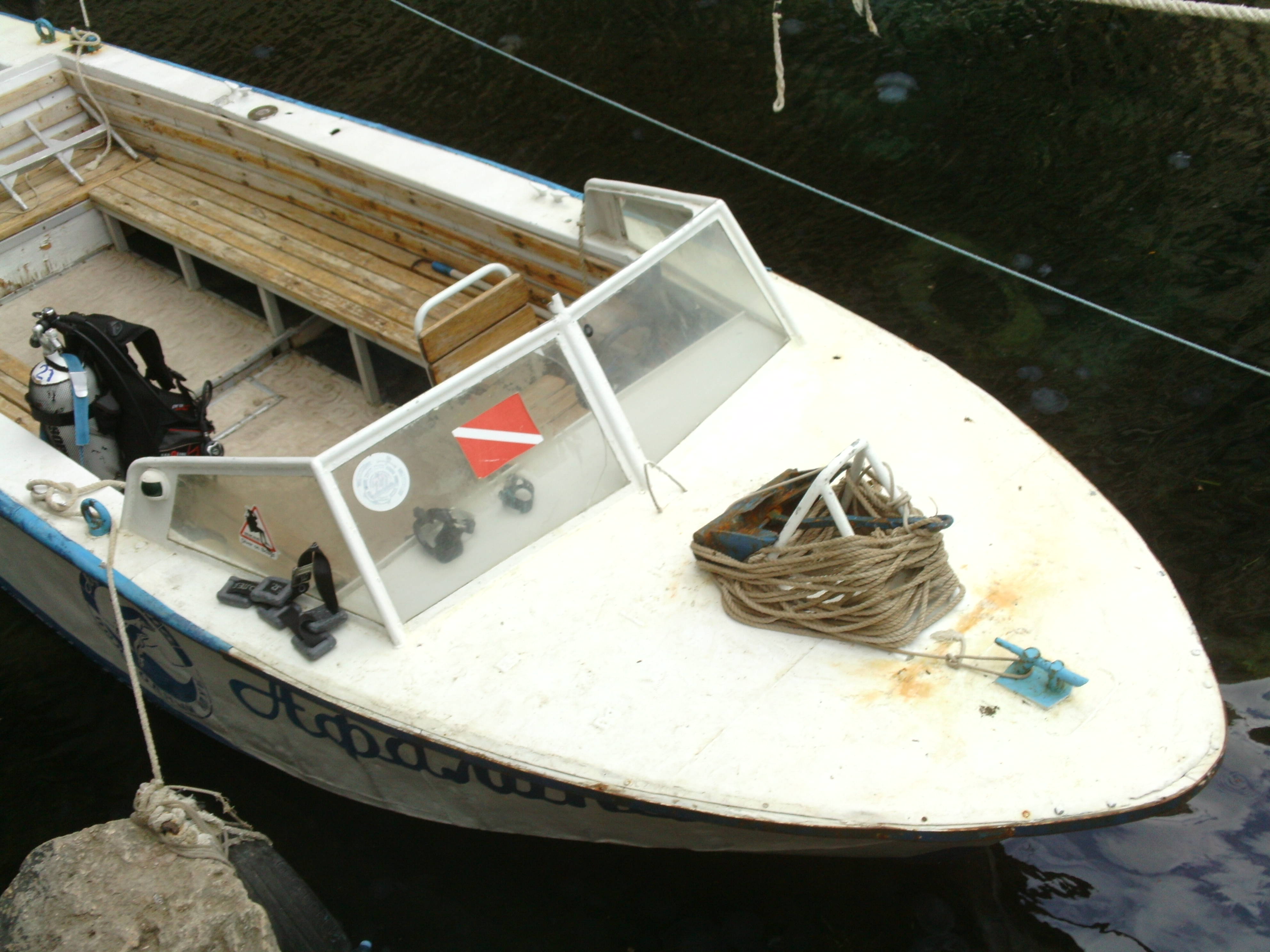 Фото Афалина