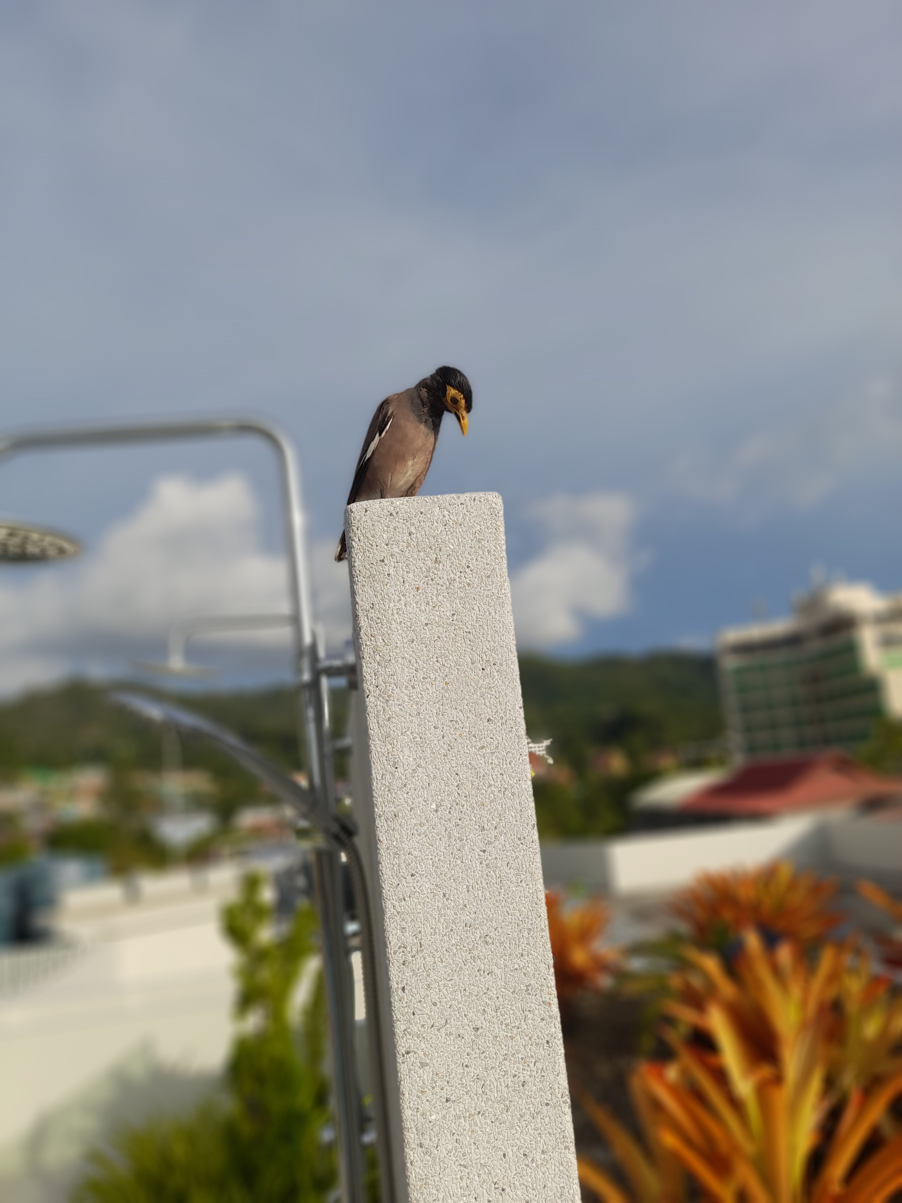 Фото JonoX Phuket Karon Hotel