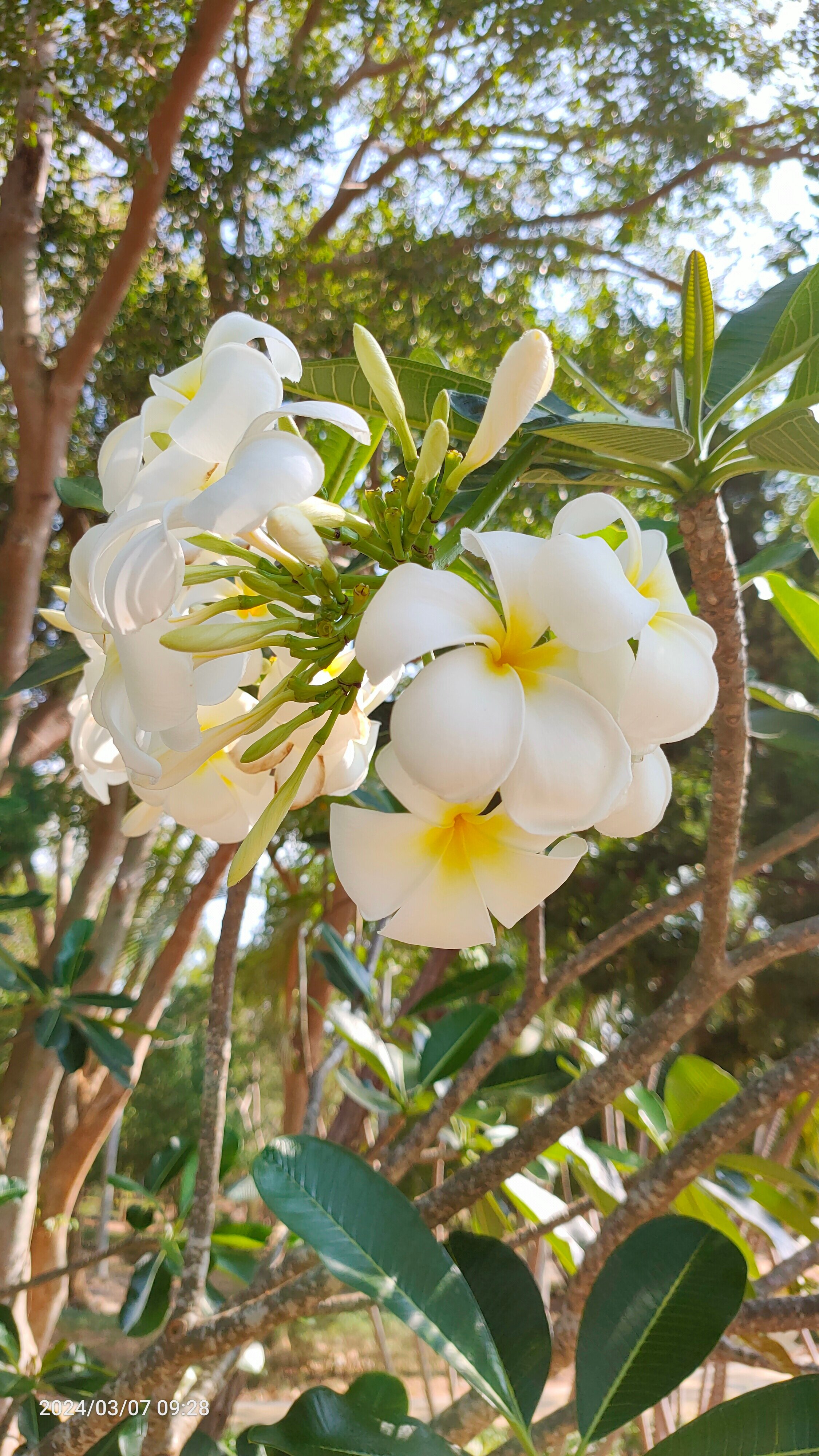 Фото Pattaya Park Beach Resort