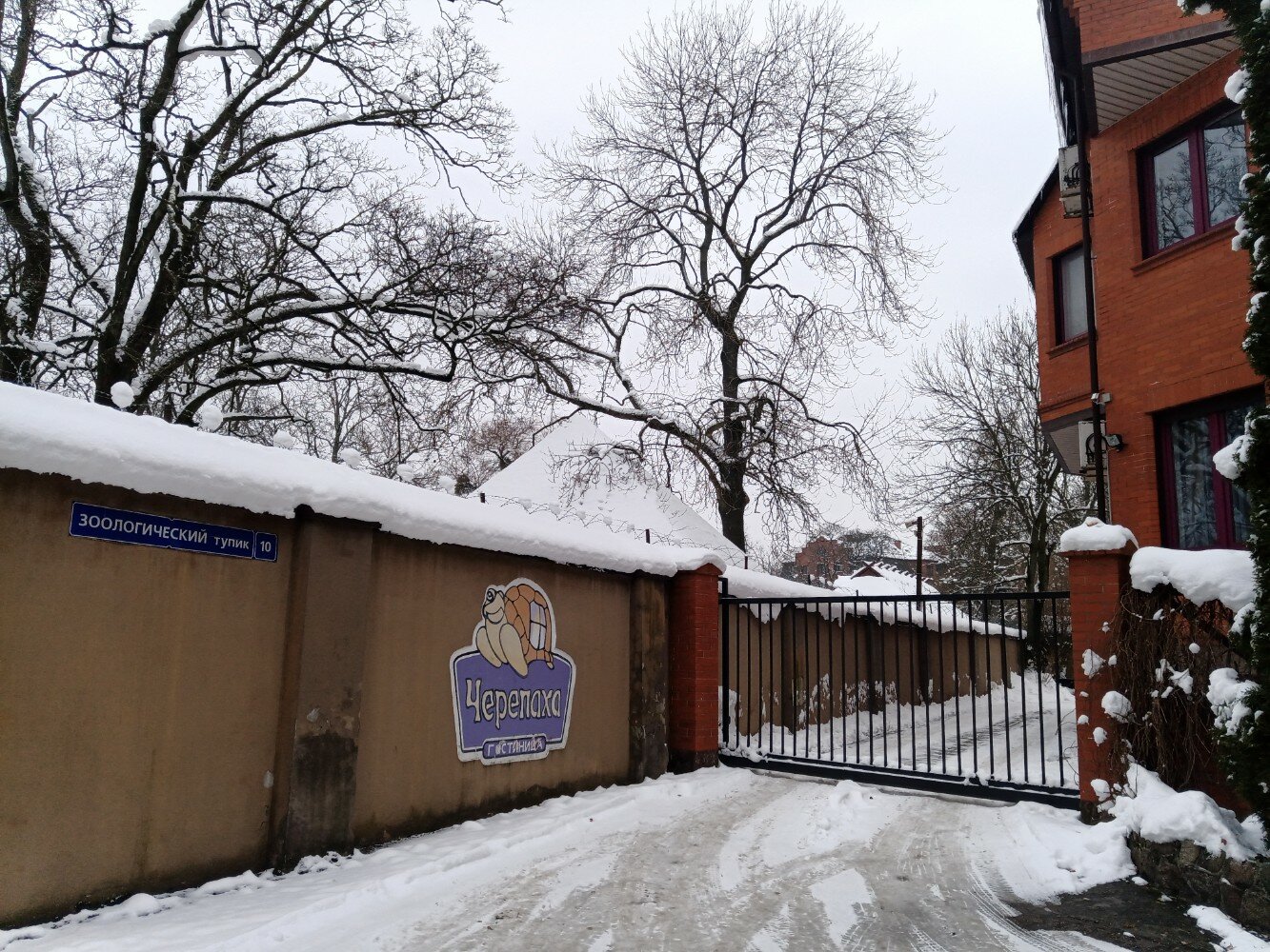 Фото Черепаха