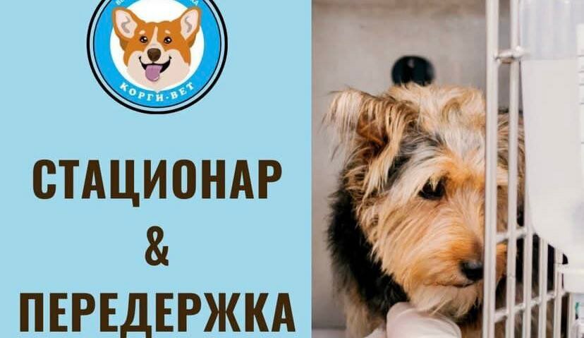 Ветклиника Корги-Вет - фото 22