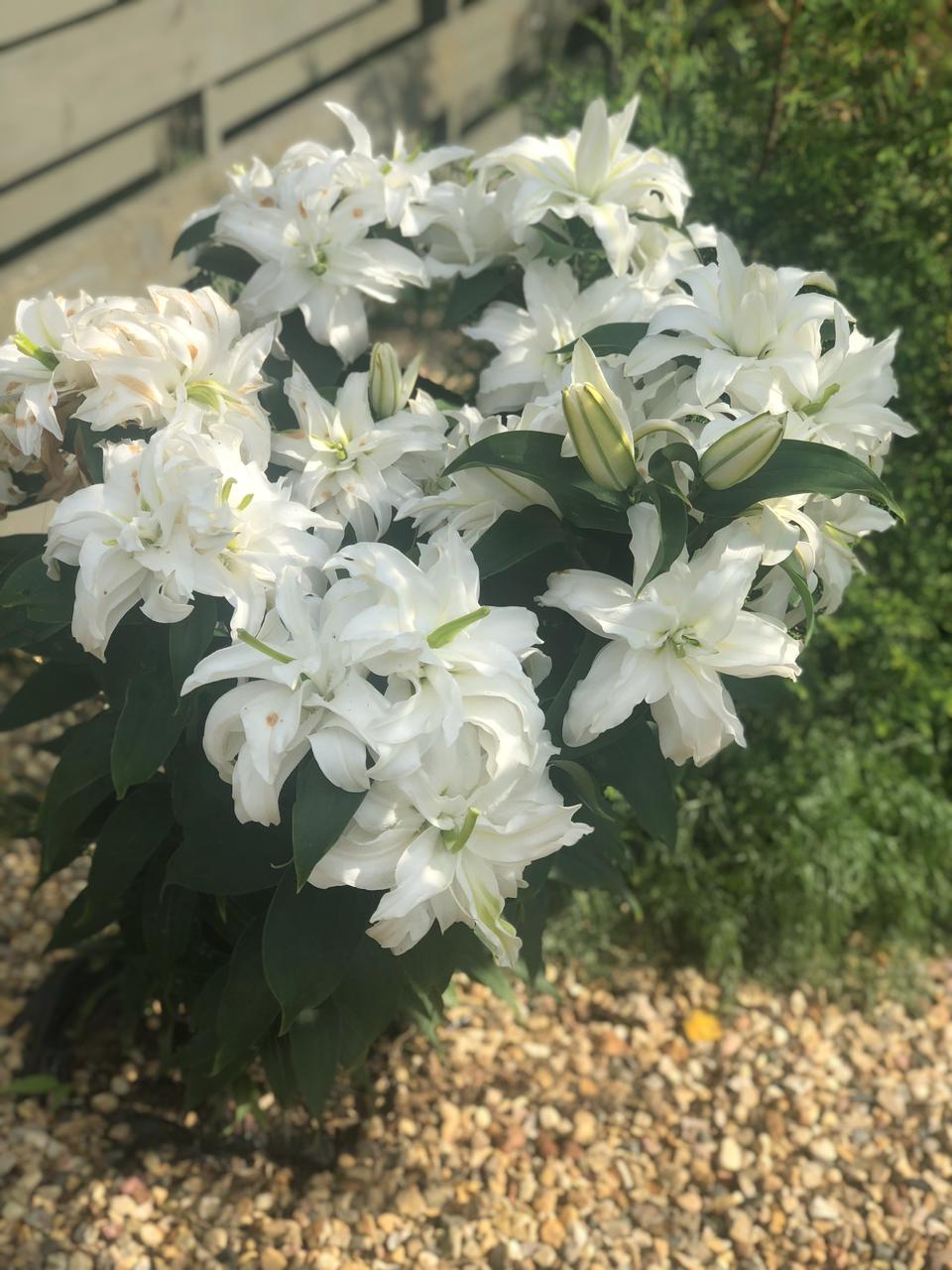 Фото Рузские Горки