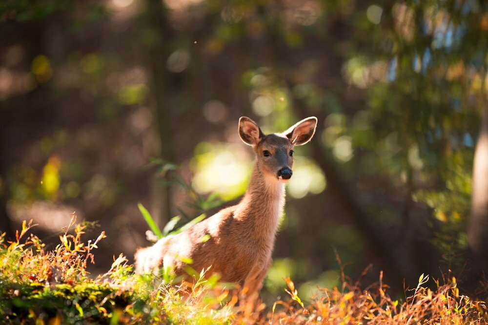 Фото The Villas at Coosawattee River Resort