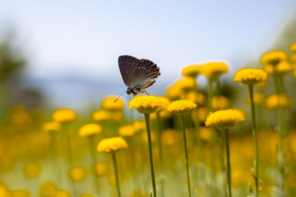 Фото Blue Bay Residence