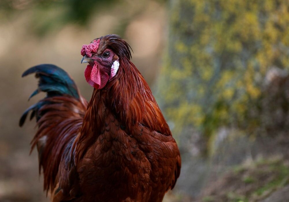 Фото Goss Hall Bed & Breakfast