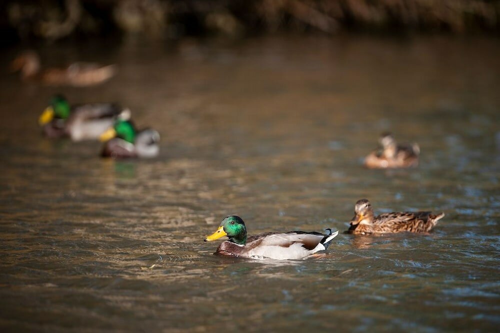 Фото Goss Hall Bed & Breakfast