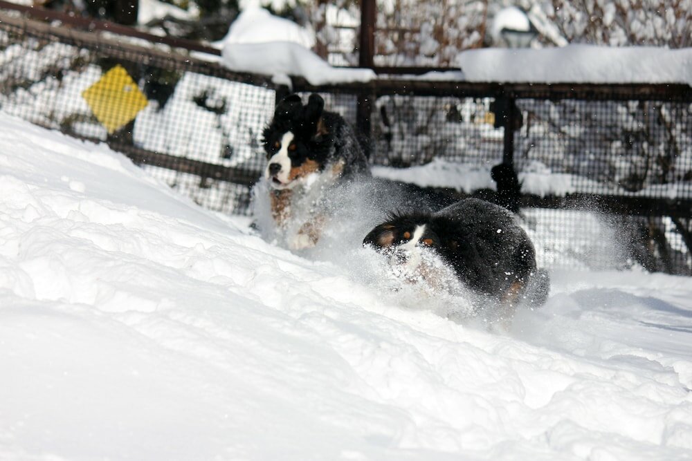 Фото Guest House Bern