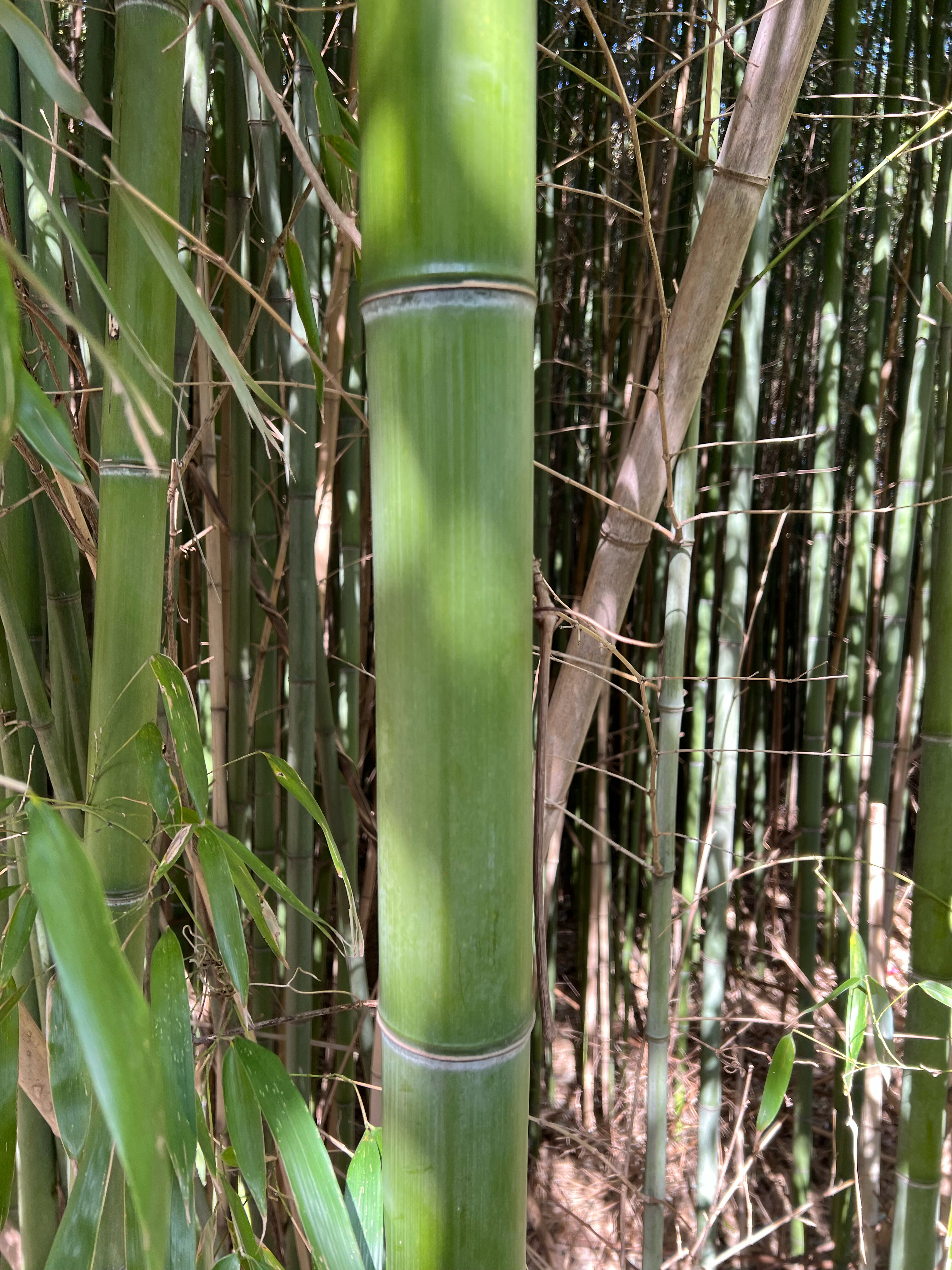 Фото Оплот Апартаменты Сорренто Парк