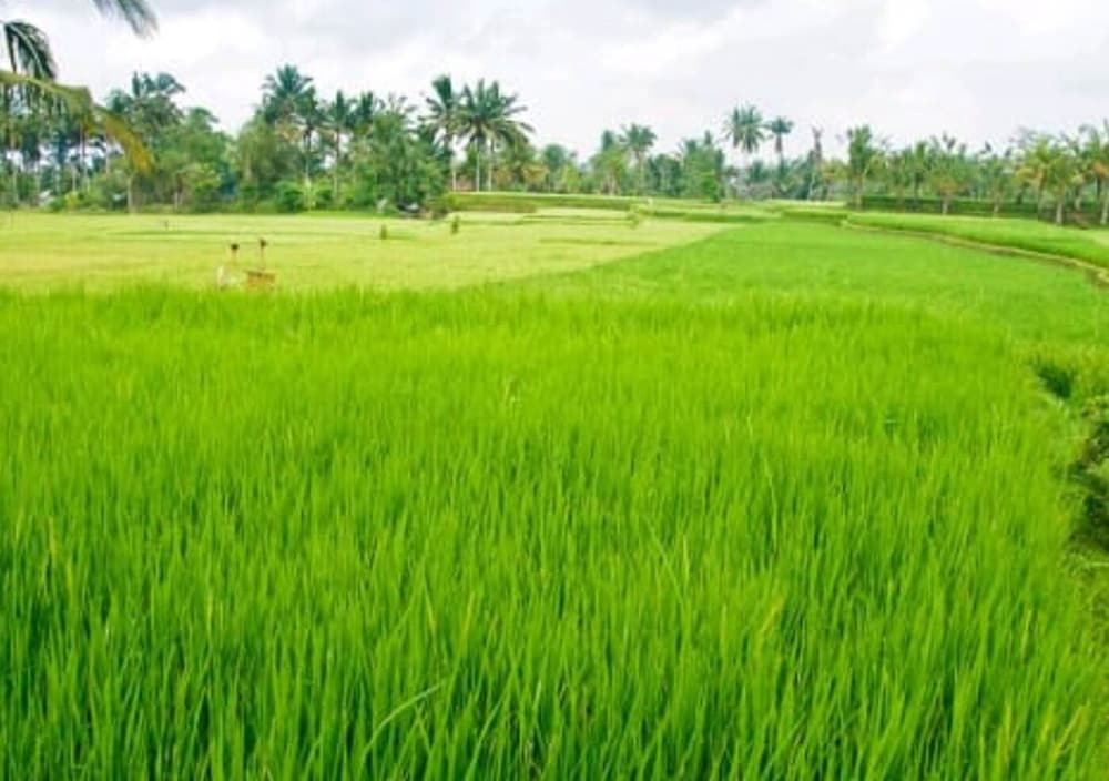 Фото Bramasa Guest House