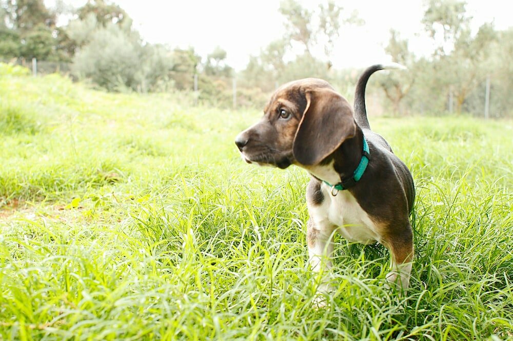 Фото Курорт The Westin Resort