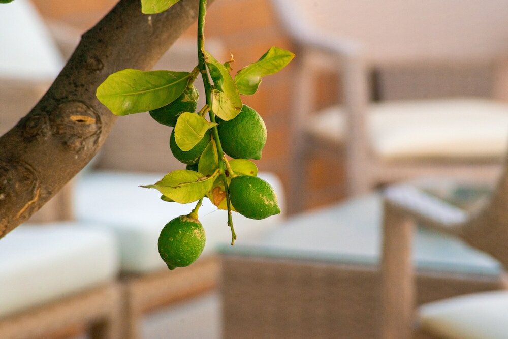 Фото Thalassi Hotel