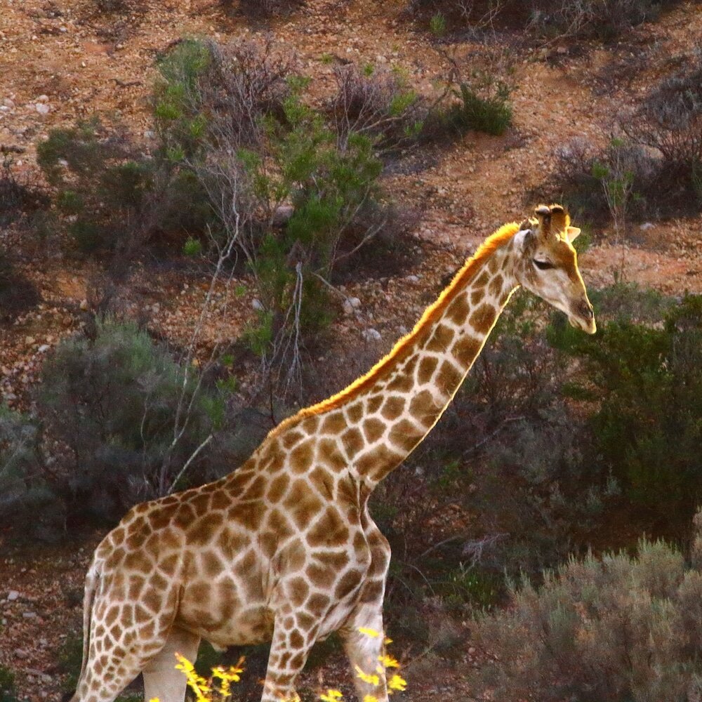 Фото Zwartberg View Mountain Lodge