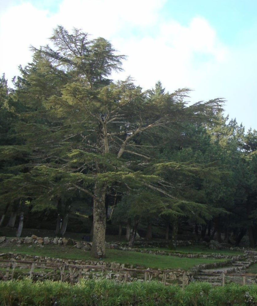 Фото Elafos Hotel