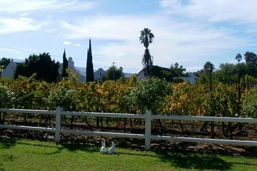 Внешний вид отеля The Vineyard Country House в Муниципалитете Лангеберге, фото 4