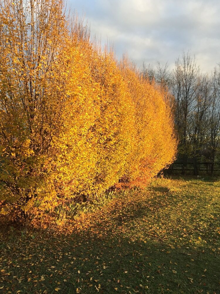 Фото Marco Polo Suite Resort