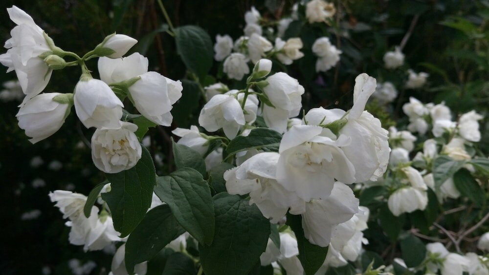 Фото Bethany Manor Bed & Breakfast