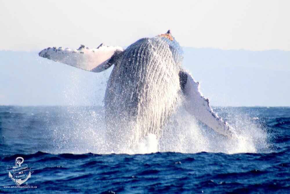 Фото Lodge Afrique