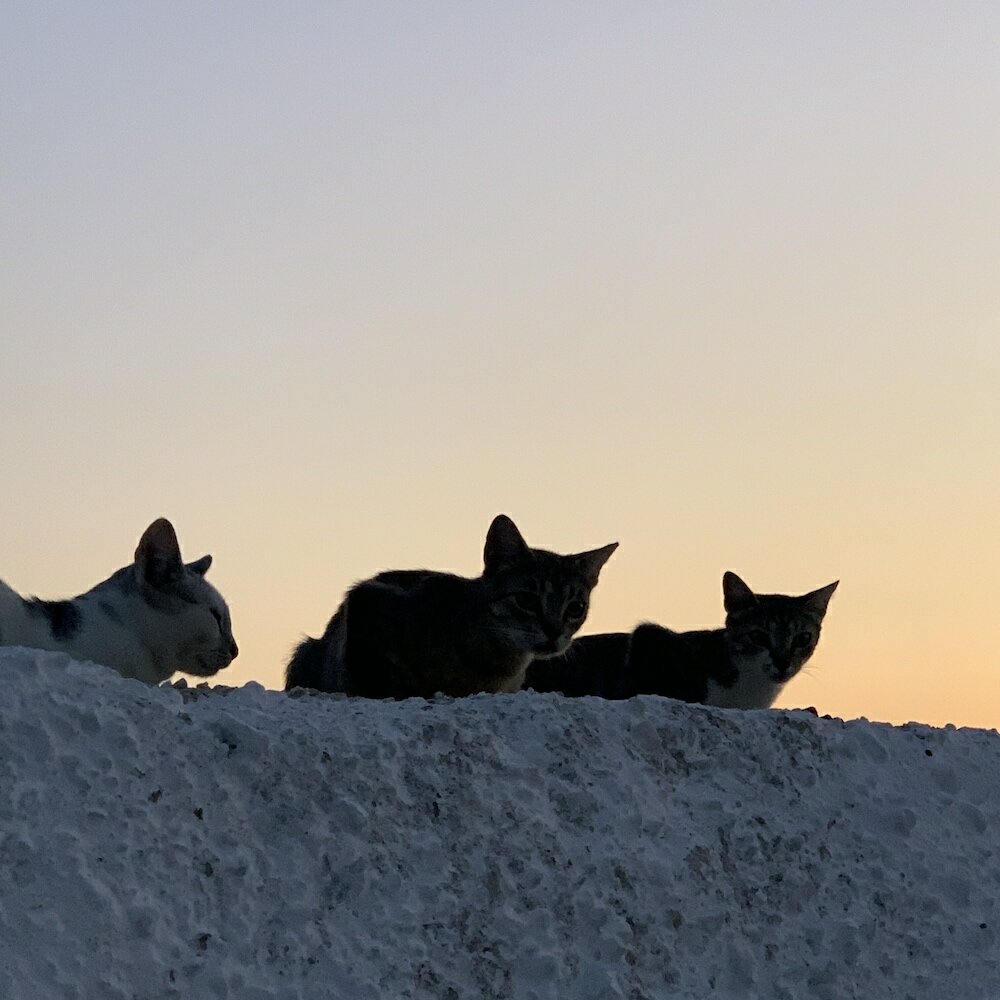 Фото Mariya Art Living