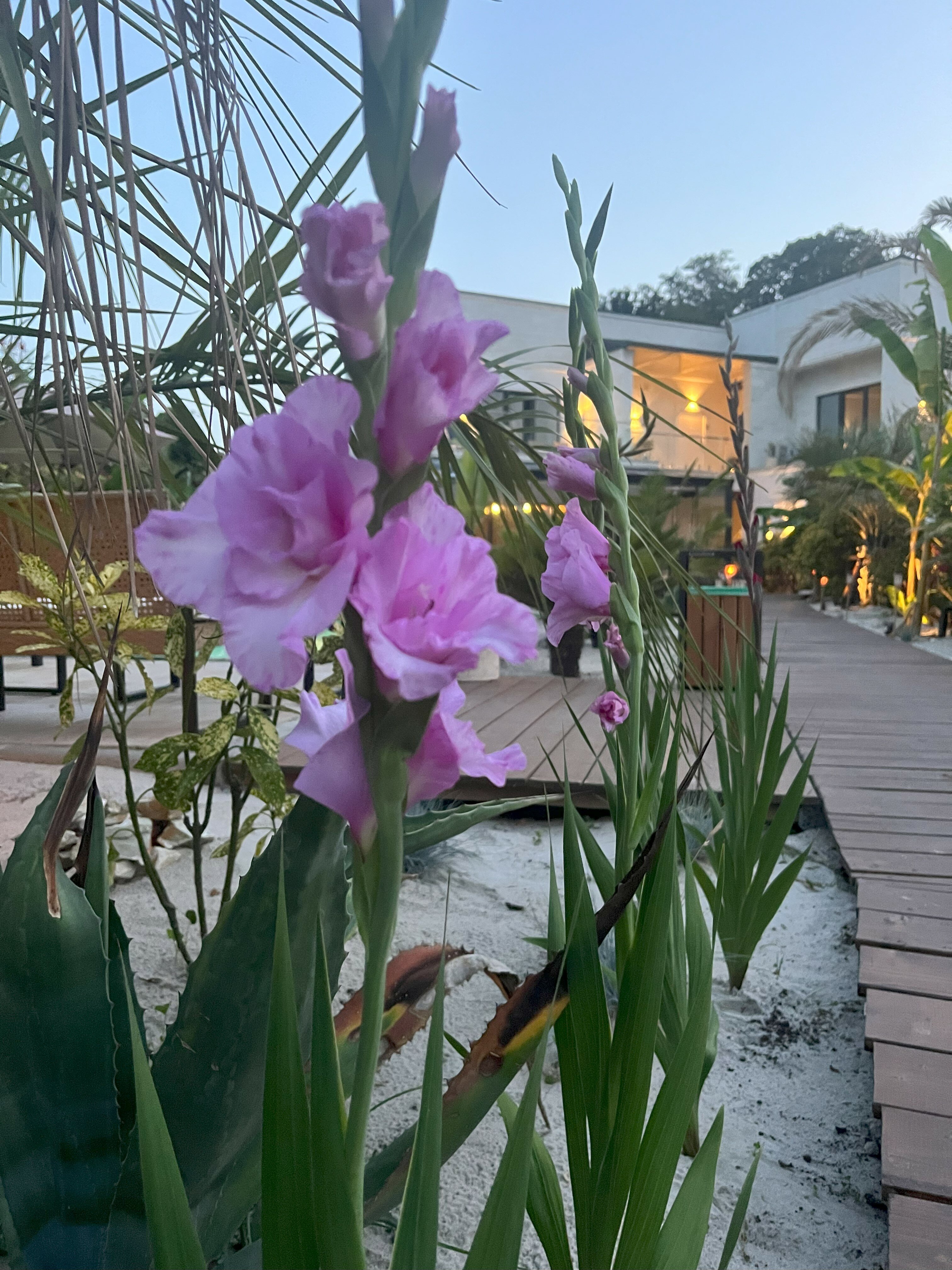 Фото Little Palm