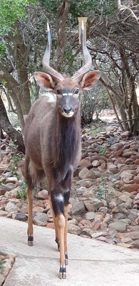 Фото Valley Bushveld Country Lodge