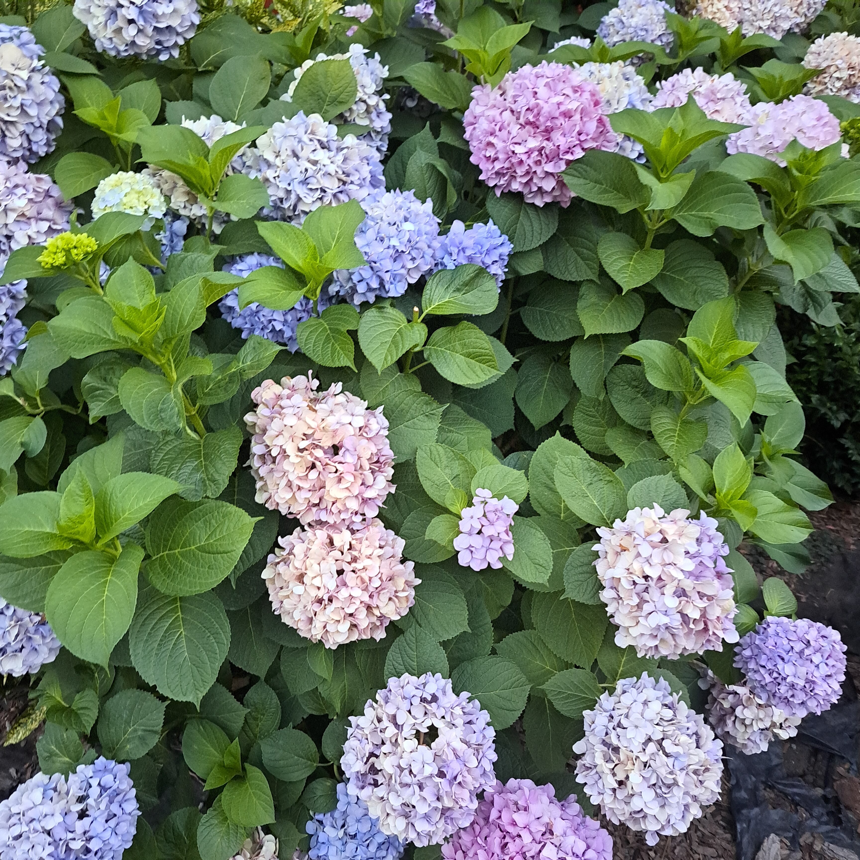 Фото Фамилия