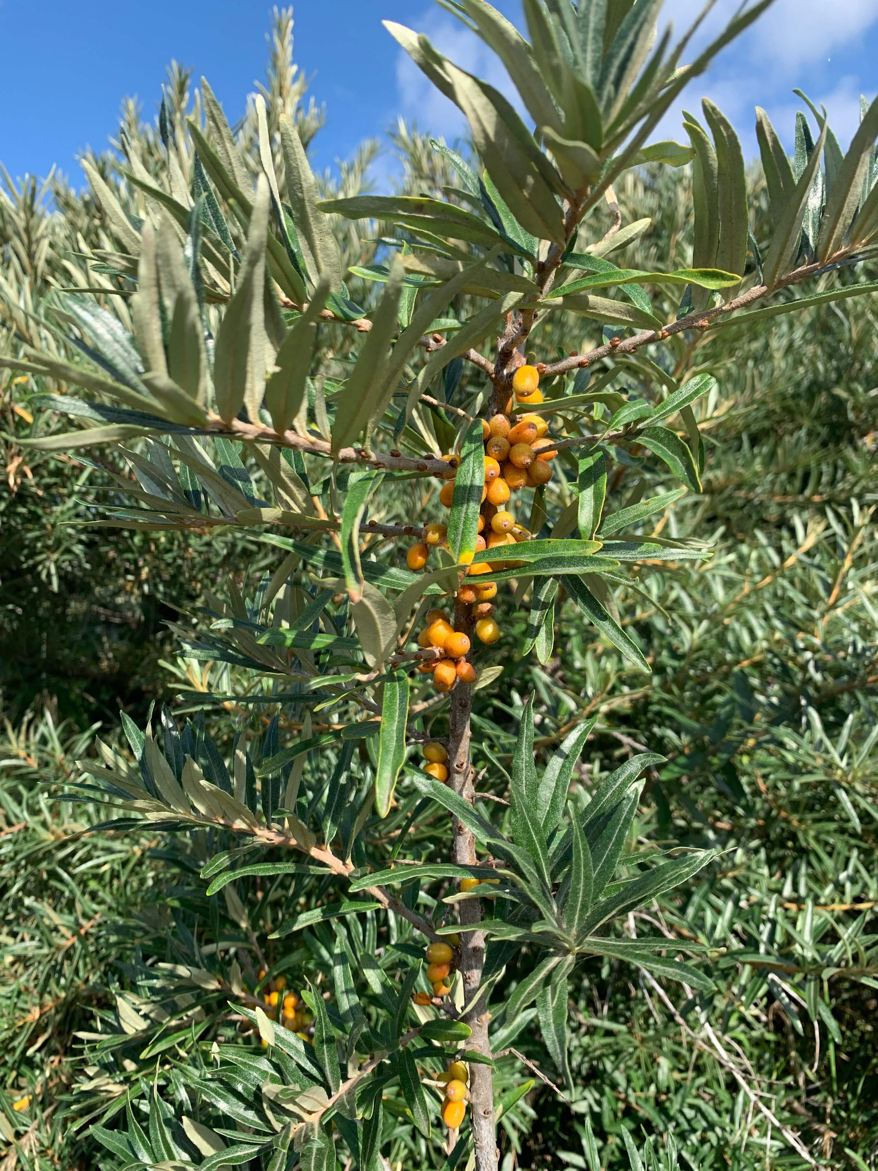 Фото Янтарная Корона