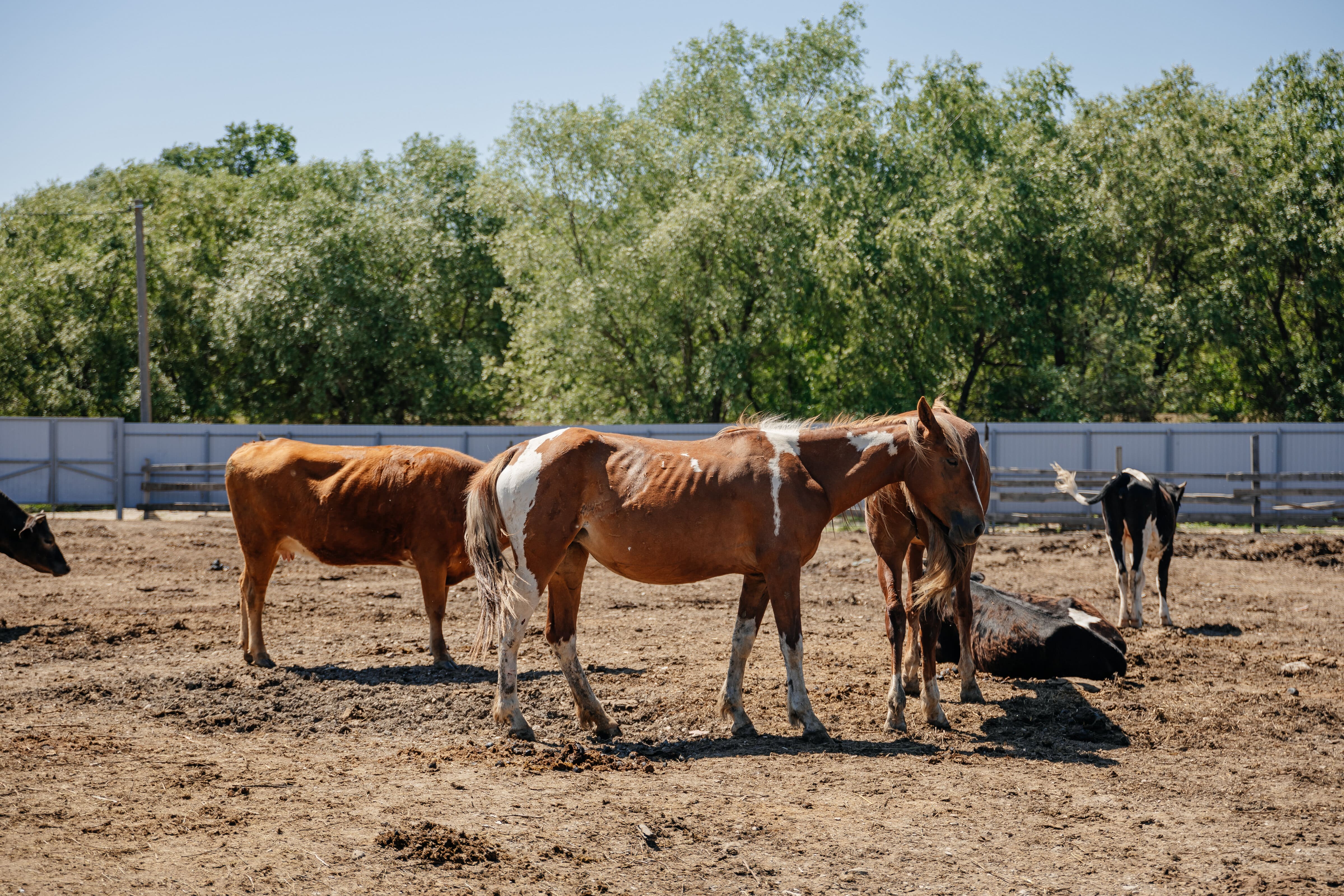 Фото Кавказский Целитель