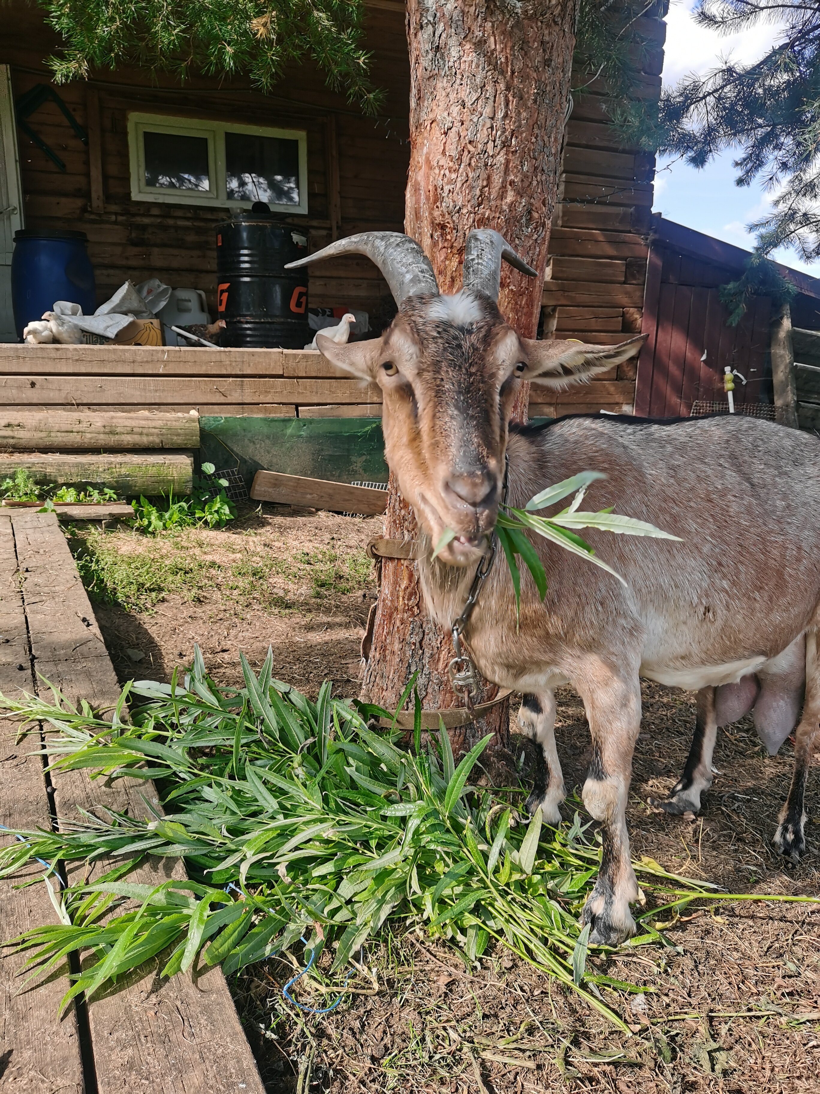 Фото Гостевой комплекс Савапиян