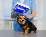 Miss Vet Veteriner Kliniği 7/24 (İstanbul, Pendik, Necmettin Erbakan Cad., 69), clínica veterinaria