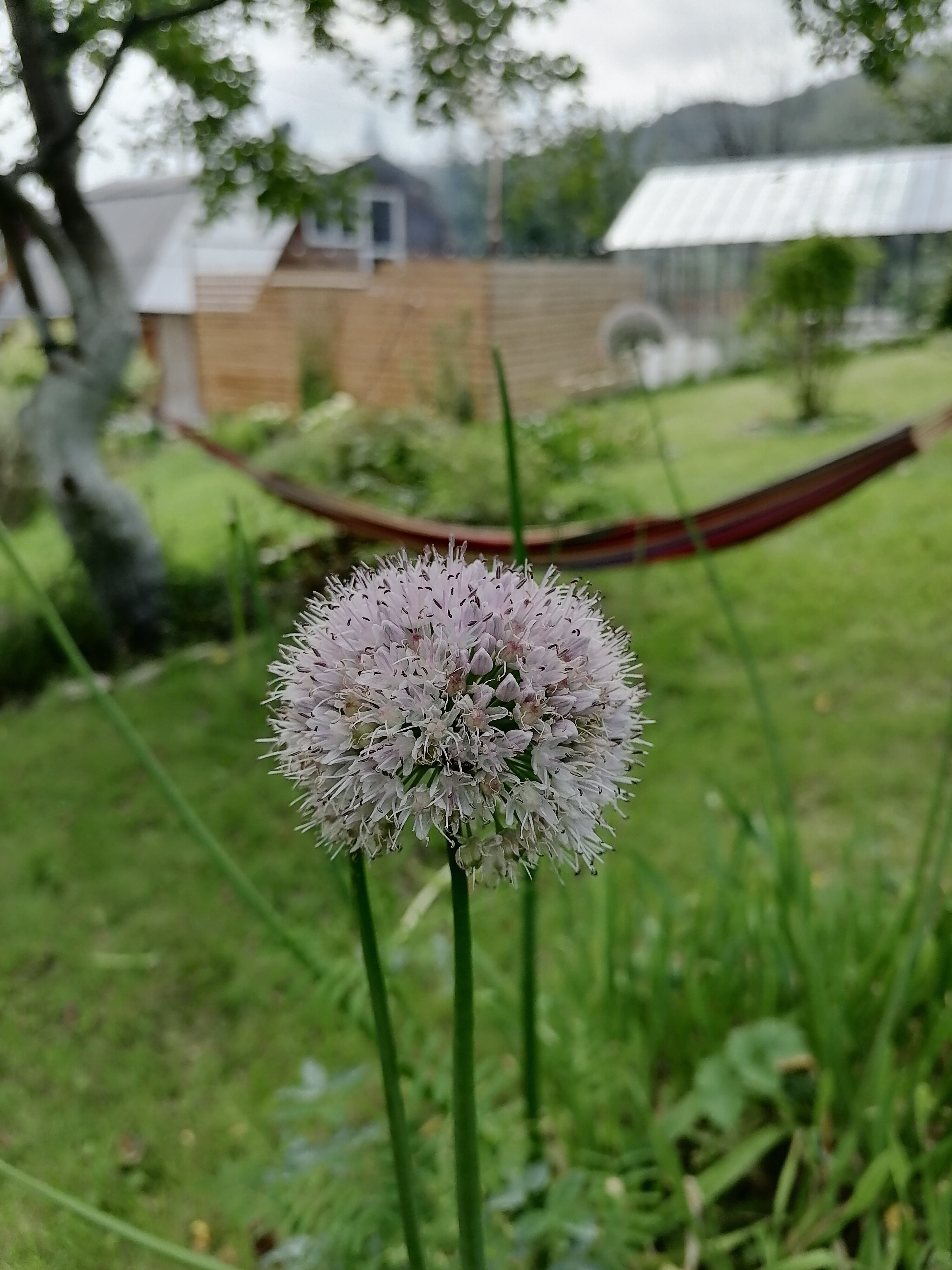 Фото Дикая Вишня