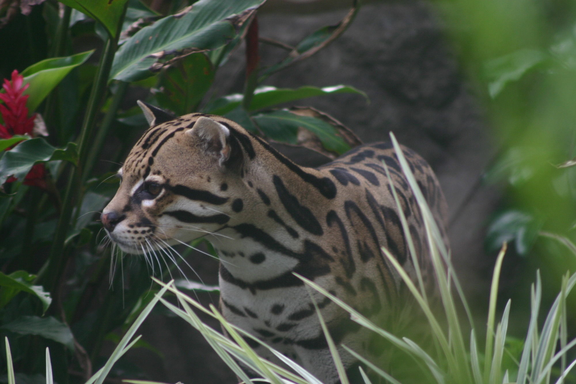 Фото Peace Lodge