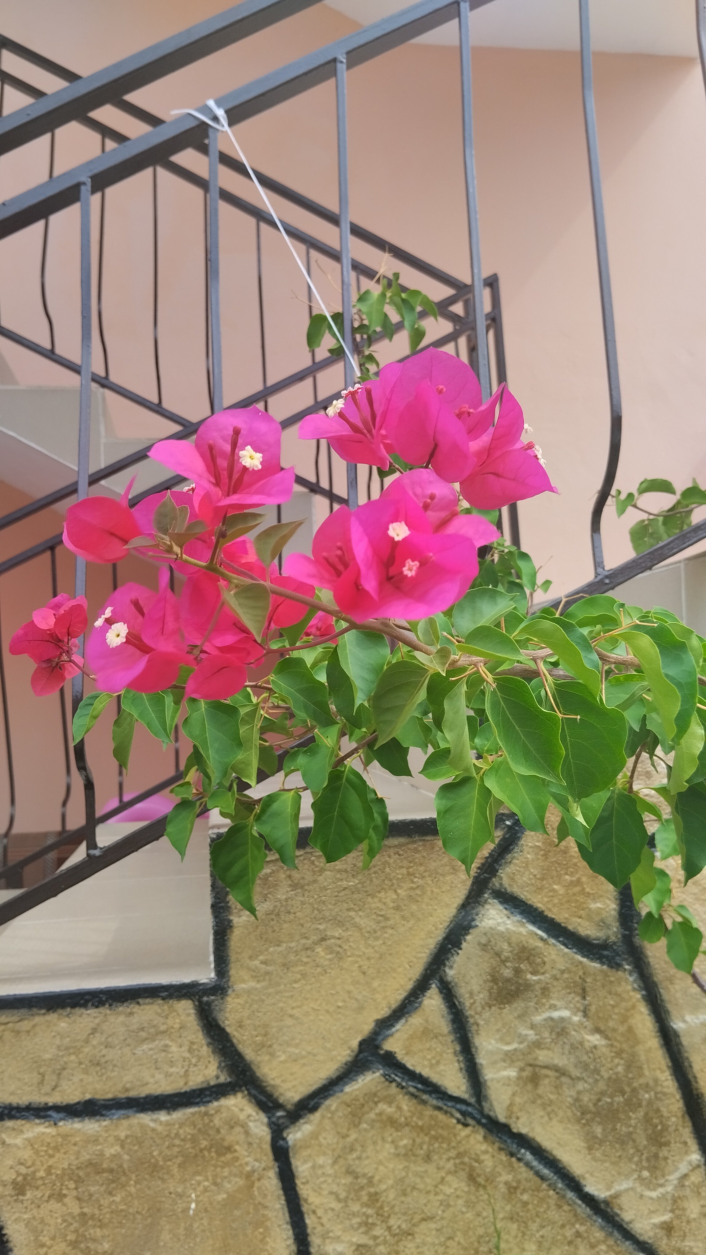 Фото Эмилия