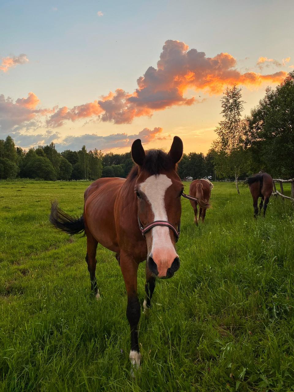Фото Эко клуб Голицыно